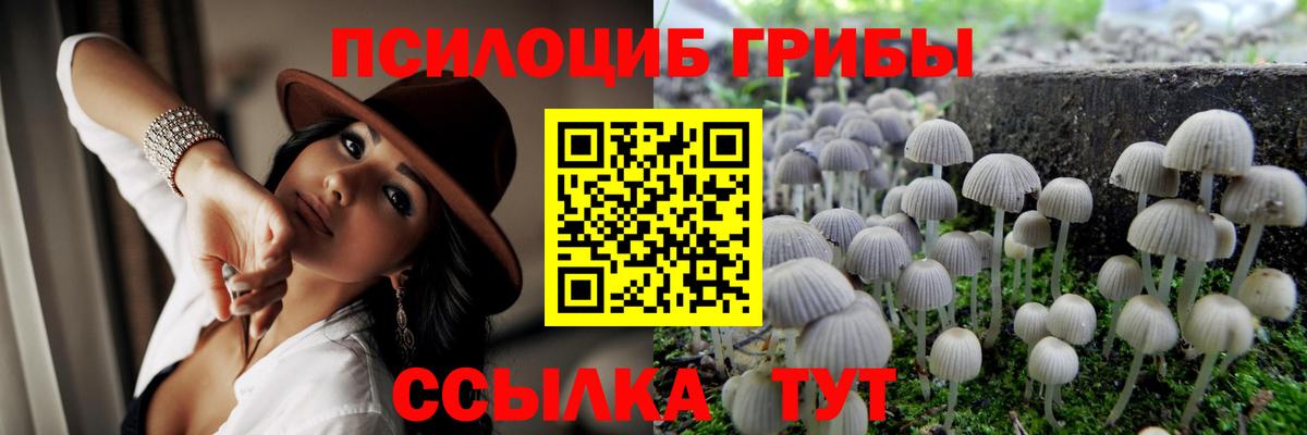 Псилоцибиновые грибы Psilocybe Сокол